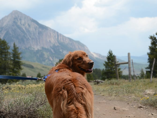 Pet Friendly Attractions